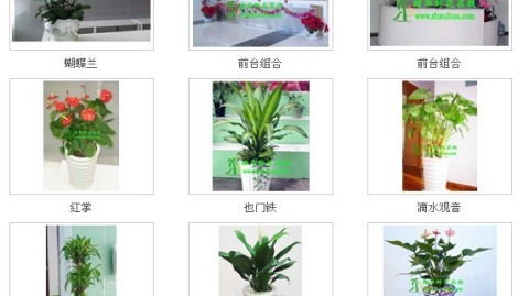 标题：福州老房翻新｜百元绿植让旧屋变“暖居”，省钱添生机